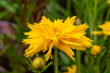 Coreopsis grandiflora 'Double The Sun' a yellow herbaceous perennial spring summer and autumn flowering plant with a yellow summertime flower commonly known as Tickseed, stock photo image