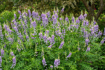 Obraz premium Galega officinalis 'His Majesty' a summer flowering plant with a purple and white summertime flower commonly known as Goat's rue, stock photo gardening image