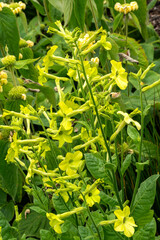 Nicotiana 'Lime Green' a summer flowering plant with a lime green summertime flower commonly known as tobacco plant, stock photo gardening image