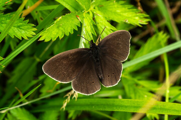 Ringlet butterfly (Aphantopus hyperantus) a common British summer brown flying insect found where grasses are lush and tall, stock photo wildlife image
