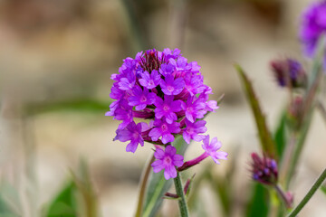 Verbena rigida a summer flowering plant with a purple summertime flower commonly known as slender vervain, stock photo gardening image
