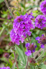 Verbena rigida a summer flowering plant with a purple summertime flower commonly known as slender vervain, stock photo gardening image