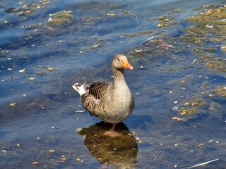 Greylag goose (Anser anser) bird a common species of large waterfowl geese found in British wetlands, ponds and lakes, stock photo nature image