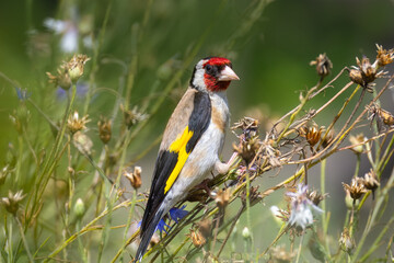 European goldfinch sits on the dry flower stems with seeds and looks towards the camera lens. Close-up European goldfinch on the flower stems on a sunny summer day. 