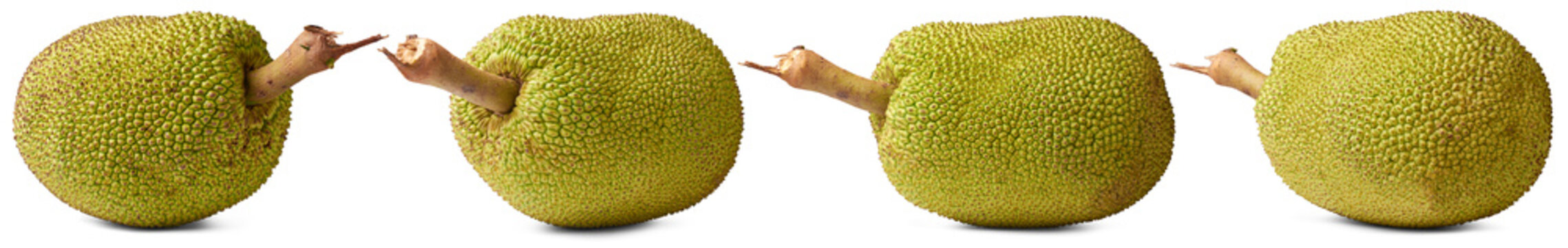 jackfruits, large tropical fruits isolated white background, meat substitute for vegetarians and vegans in different angles