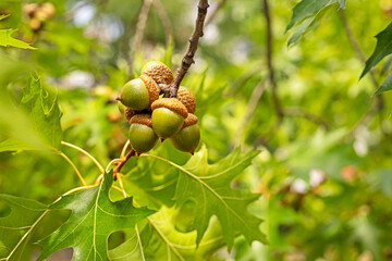 green acorns on an oak tree. Back to school soon
