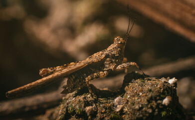 Macro Shot of Mantis on Rock with Blurry Background