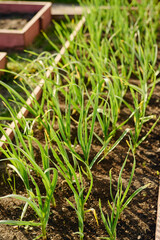 Green garlic seedlings on flowerbed with fertilized soil in the garden of modern farmer or gardening center owned by agronomist