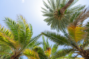 Fototapeta premium Palms from Miami Beach