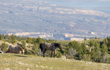 Wild Horses in the Pryor Mountains Montana in Summer