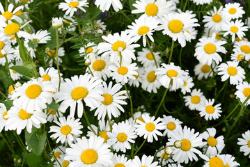 Large chamomile flowers in the garden. A medicinal plant. Matricaria chamomilla.