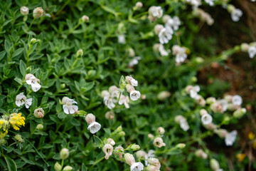 Blumen an der Küste von Nordirland