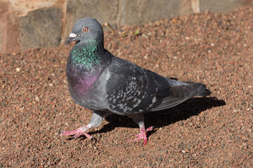 close-up of a pigeon walking in a park on red gravel