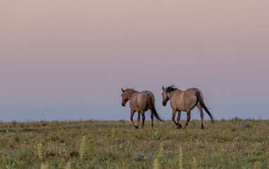 Obraz premium Wild Horses in summer in the Pryor Mountains Montana