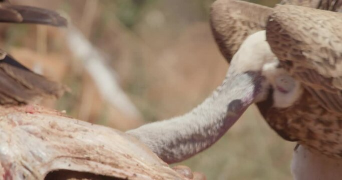 close up tilt shot of a R&uuml;ppell's griffon vulture (Gyps rueppellii) body waiting for its turn to scavenge in the evening  kenya