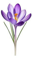 Fototapeta premium Purple crocus flower
