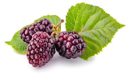 Mulberry berry with leaf isolated on white background macro