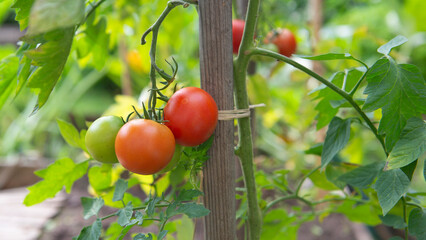 closeup on red tomatoes ripening in a vegetable garden attached to a guardian in green foliage..