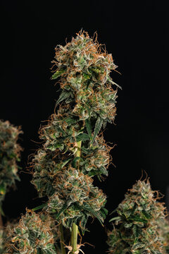 Home grown auto flowering cannabis plant