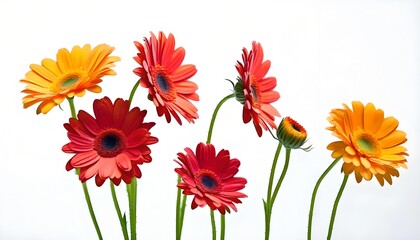 Isolate Gerbera Flowers on White Background