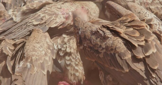  wide tilt shot of R&uuml;ppell's griffon vultures (Gyps rueppelli) feeding on a bloody carcass during the afternoon in kenya