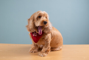 Cocker spaniel dog yawning and sitting on wooden table, isolated on blue background. Happy brown fur small doggie play on floor. Cute pet with red scarf. Golden furry Cockapoo banner studio portrait