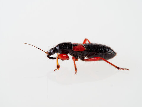 Damsel Bug in a white background. Prostemma guttula. Nabidae family. 