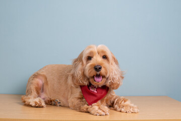 Cocker spaniel dog smile, lay on wooden table, isolated on blue background. Happy brown fur small doggie on floor. Cute pet panting, golden furry Cockapoo look up at camera studio portrait