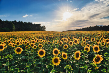 Sonnenblumen - Sonnenblume - Sonnenblumenfeld - Sunflower - Field - Ecology - Environment - Agriculture - Sunset - High quality photo - Bioeconomy - Bio - Photo Wallpaper