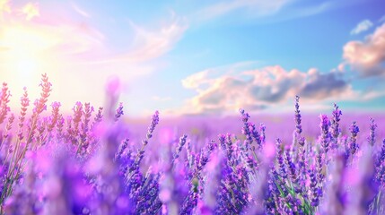 Obraz premium Beautiful Lavender Field Under Blue Sky, Close-Up Banner Design