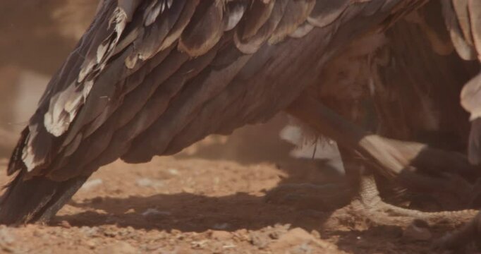  close up of R&uuml;ppell's griffon vultures (Gyps rueppelli)  feet while scrambling for the carcass during the afternoon in kenya