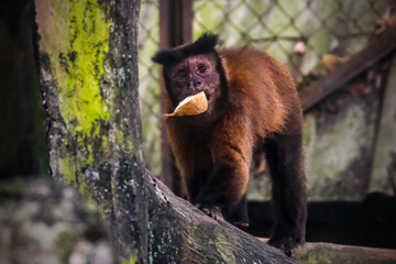 Amazonian mokeys on tree, brown capucin