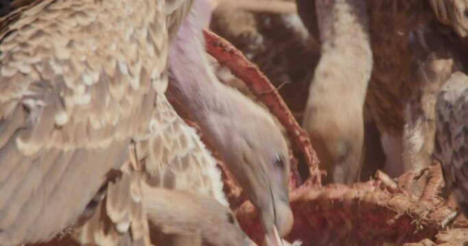 close up  of R&uuml;ppell's griffon vultures (Gyps rueppellii)  heads  tearing flesh off a carcass  during the afternoon in kenya