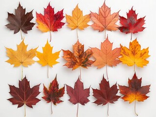 Obraz premium A Symphony of Autumn Colors in Maple Leaves