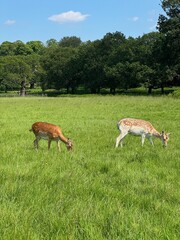Deer in the grass