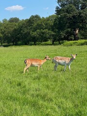 Fototapeta premium Deer in the grass