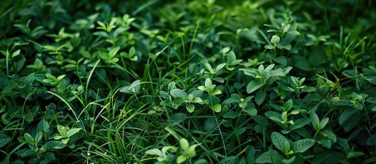 Obraz premium Background of lush green grass with copy space image.