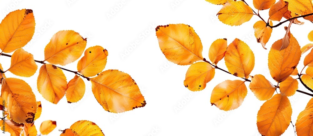 Poster autumn foliage with yellow leaves on a blank isolated background, ideal for copy space image.