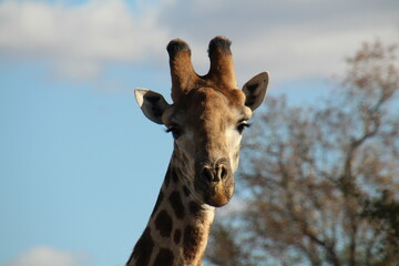 Giraffe in Südafrika