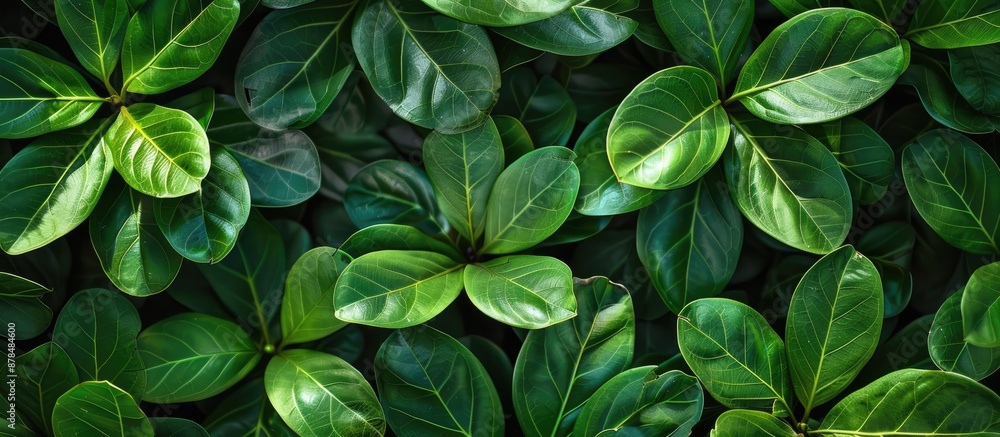 Poster background featuring green leaves of bauhinia aureifolia with copy space image available.