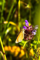 Braunkolbiger Dickkopffalter (Thymelicus sylvestris) sitzt auf einer Braunelle
