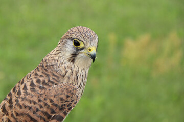 Turmfalke 