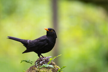 Eurasian blackbird, Turdus merula, perched on a dead tree stump