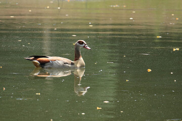 Nilgans auf dem Wasser
