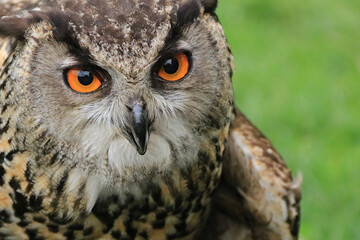 Uhu Portrait