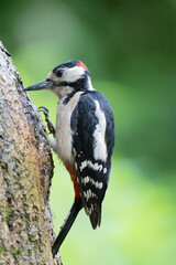 Male Great spotted woodpecker, Dendrocopos major, climbing a tree