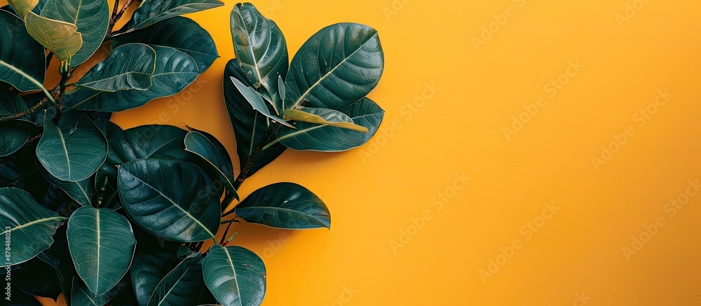 Poster copy space image featuring ficus lyrate leaves against a yellow backdrop.