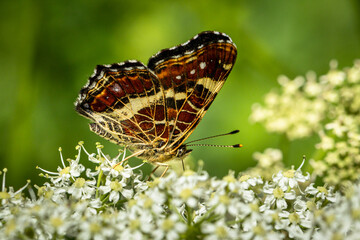 Landkärtchen (Araschnia levana) Sommerform, sitzt auf Bärenklau