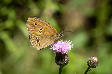Schornsteinfeger (Aphantopus hyperantus) sitzt auf einer Distel