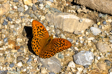 Kaisermantel (Argynnis paphia),sitzt auf dem Boden
